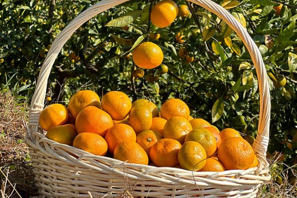 СБОР МАНДАРИНОВ + ГРУЗИНСКОЕ ЗАСТОЛЬЕ И ВИНОДЕЛЬНЯ