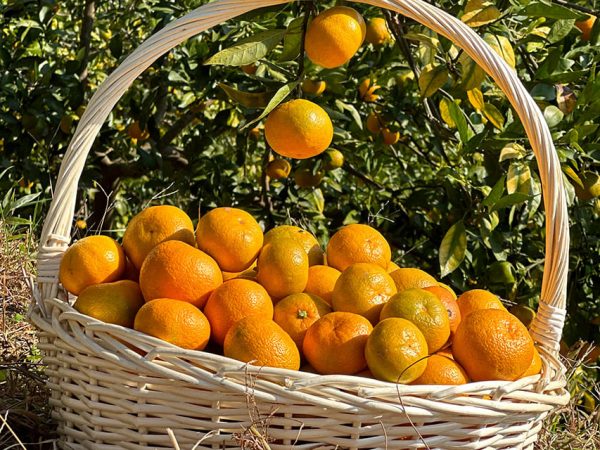 СБОР МАНДАРИНОВ + ГРУЗИНСКОЕ ЗАСТОЛЬЕ И ВИНОДЕЛЬНЯ